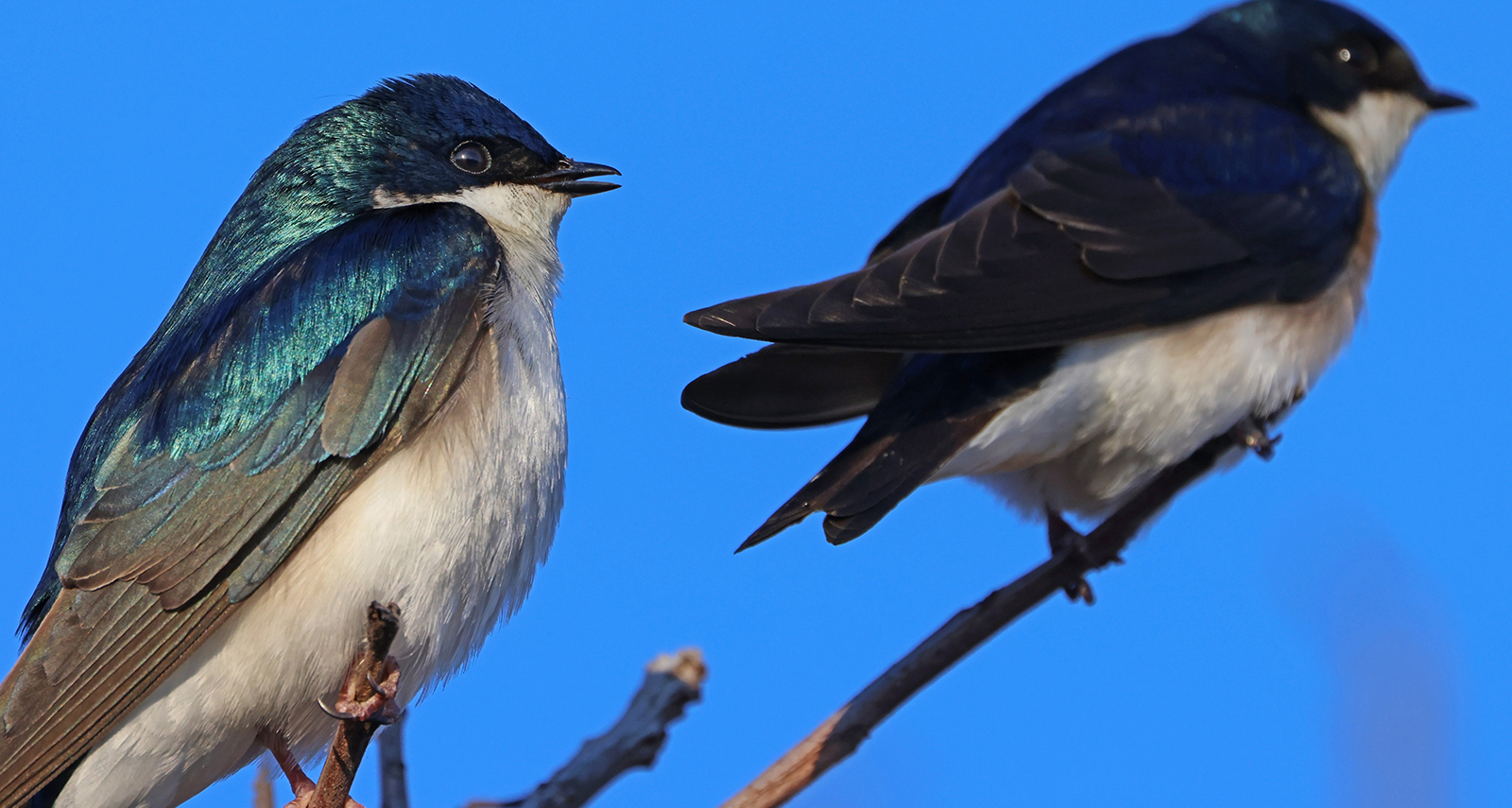 Photo: Swallows_Homewood_Ryan Patrick CREDIT1600x855.jpg